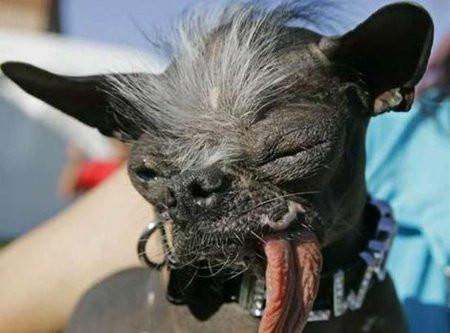 世界上最丑的狗埃尔伍德