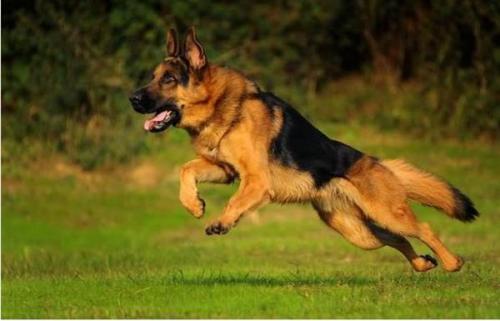 世界十大警犬品种德国牧羊犬