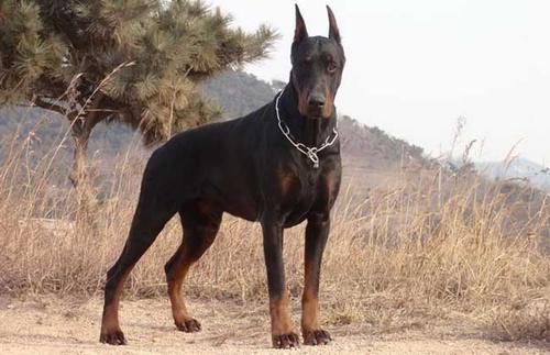 世界十大警犬品种杜宾狗