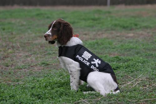 世界十大警犬品种史宾格犬