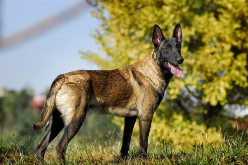 世界十大警犬品种排名，德国牧羊犬居榜首