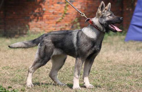 世界十大警犬品种昆明犬