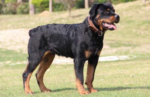 世界十大警犬品种罗温纳犬
