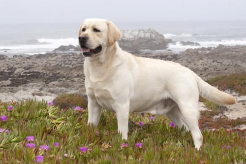 世界十大警犬品种拉布拉多狗