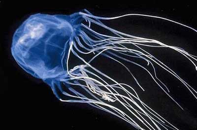 10大危险海洋动物：水母刺伤痛苦与雷击相似