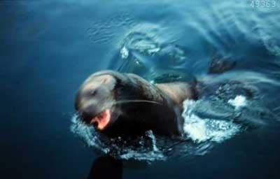 10大危险海洋动物