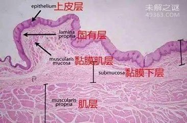 神奇的胃粘膜细胞