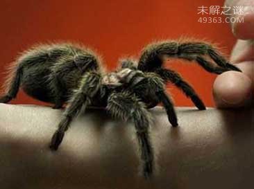 盘点八种超能力蜘蛛 鸟粪蜘蛛是伪装高手