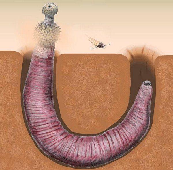 寒武纪10大最恐怖的生物,奇虾成地球霸主,恐龙是它的晚辈