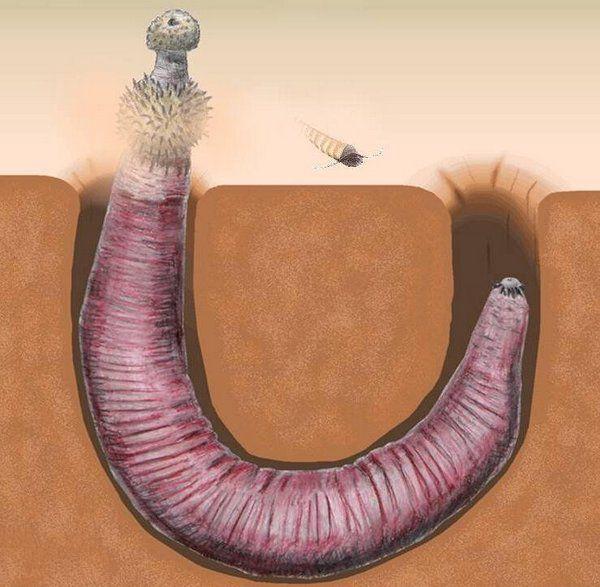 寒武纪10大最恐怖的生物，奇虾成地球霸主，恐龙是它的晚辈