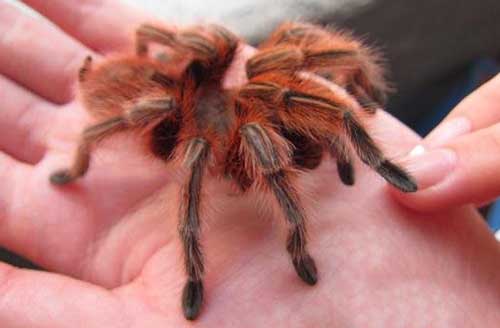 智利火玫瑰蜘蛛，非常最受欢迎的宠物蜘蛛