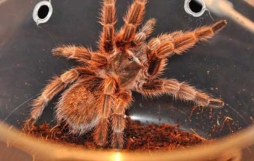 智利火玫瑰蜘蛛，非常最受欢迎的宠物蜘蛛