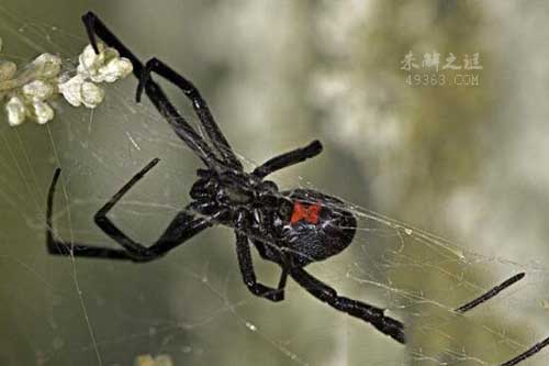 揭秘黑寡妇蜘蛛的秘密，蛛丝如钢丝一般