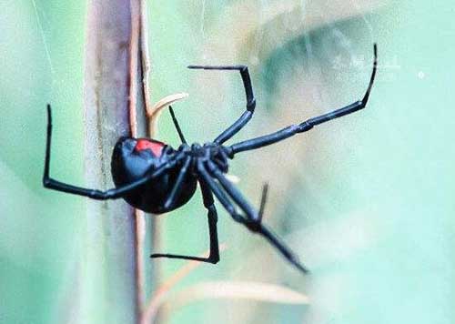 揭秘黑寡妇蜘蛛的秘密，蛛丝如钢丝一般