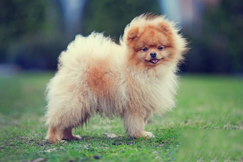 世界上最小的十大狗品种