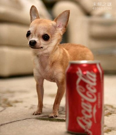世界最小的狗一只吉娃娃 吉娃娃袖珍狗(长6厘米)