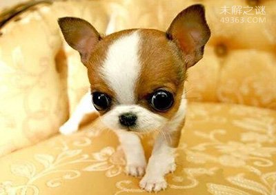 世界上最小的犬种:吉娃娃
