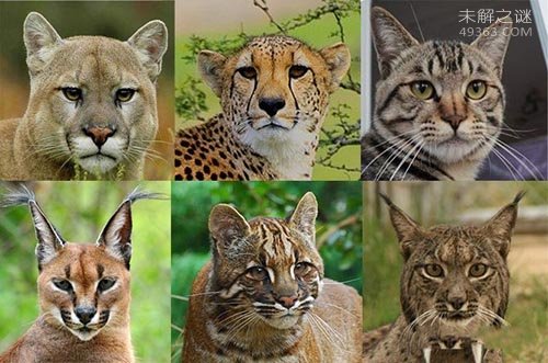 猫亚科代表：美洲狮、猎豹、家猫、 狞猫 、亚洲金猫、西班牙猞猁