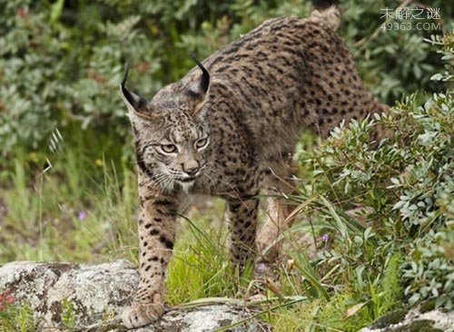 西班牙猞猁 全世界最濒临灭绝的猫科动物之一