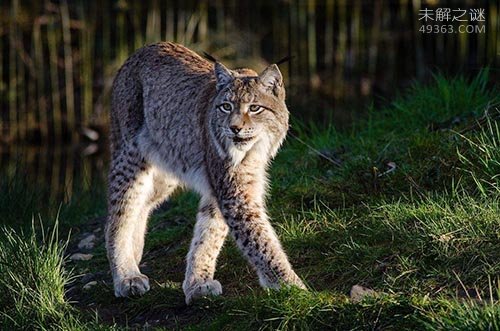 西班牙猞猁 全世界最濒临灭绝的猫科动物之一