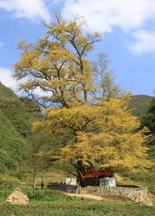 中国贵州福泉古银杏树 