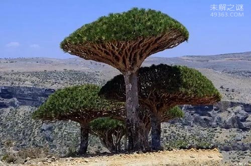 非洲索克拉特岛龙血树