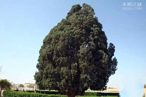 伊朗塞意阿巴库树