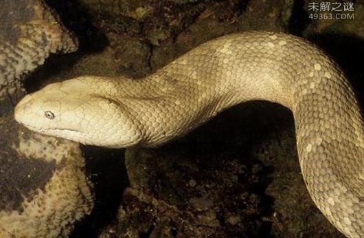 世界上十大最毒海蛇，被贝尔彻海蛇咬后有救吗?
