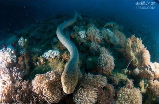 世界上十大最毒海蛇，被贝尔彻海蛇咬后有救吗?