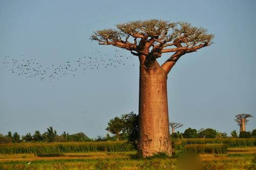 全球最奇怪的十种树, 炸弹树有着和炸弹一样的威力