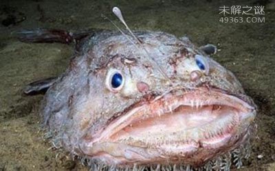 深海怪鱼