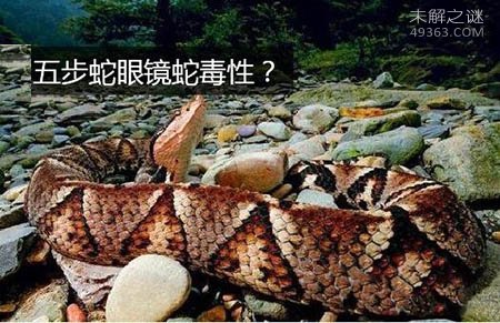 五步蛇为什么不吃东西?
