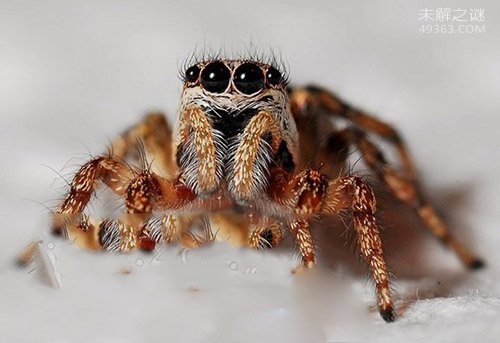 1.蜘蛛