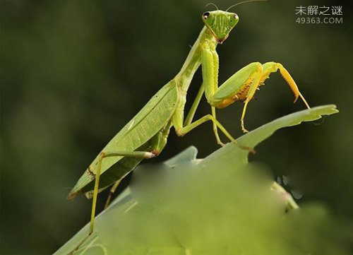 人类应该保护的十大昆虫，不要拿拖鞋招待了