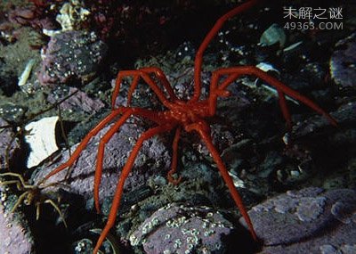 巨型海蜘蛛图片