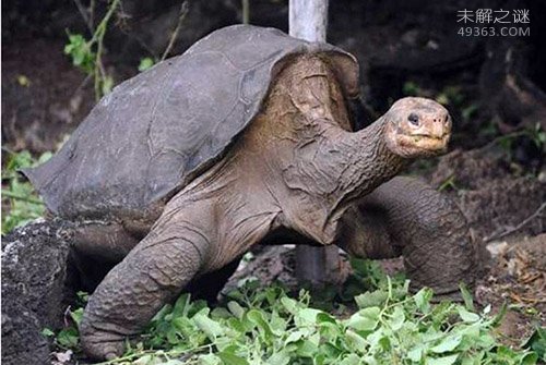加拉帕戈斯象龟灭绝了吗?痛哭，该物种彻底灭绝