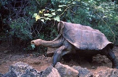 加拉帕戈斯象龟灭绝了吗?痛哭，该物种彻底灭绝
