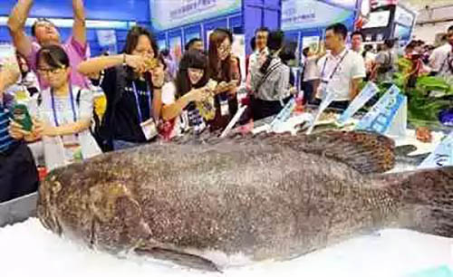 全球顶级食材，龙趸鱼为什么深受大众的喜爱