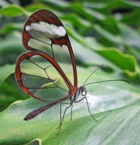 自然界最透明动物：透明黄金龟甲虫