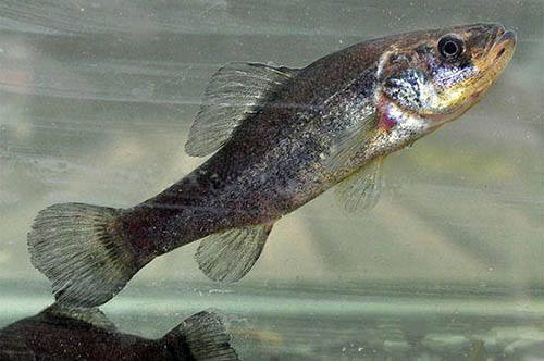 水生动物的十种超能力 射水鱼可射出2米水柱