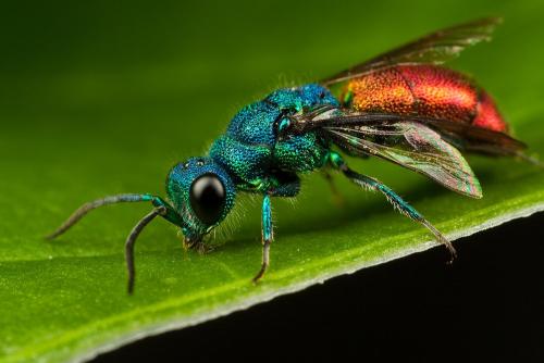 研究发现昆虫的起源可以上溯到约4.8亿年前