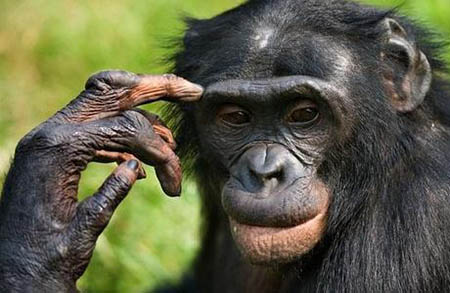 黑猩猩肯定会伤心，但抑郁的表情与伤心是不一样的。