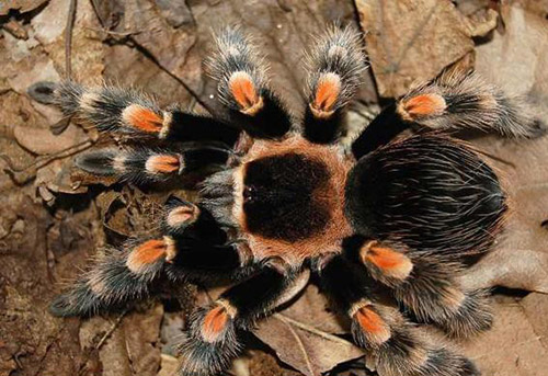 从未见过的世界十大最漂亮的蜘蛛，谁才是最受欢迎的宠物蜘蛛