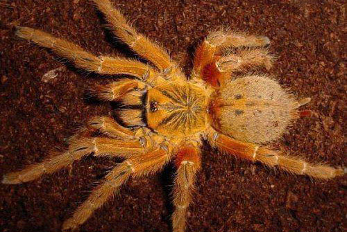 世界十大最漂亮的蜘蛛
