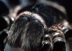 美国出现绵延182米的史上最牛蜘蛛网