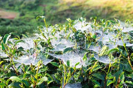 美国出现绵延182米的史上最牛蜘蛛网