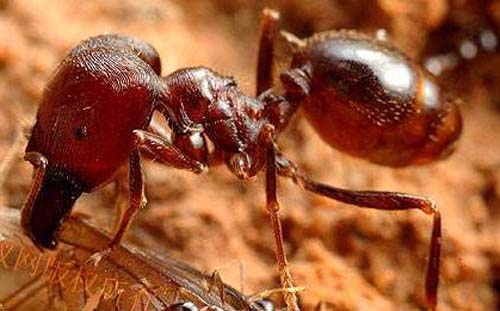 切叶蚁用昆虫的尸体或植物残渣之类的有机物质培育真菌
