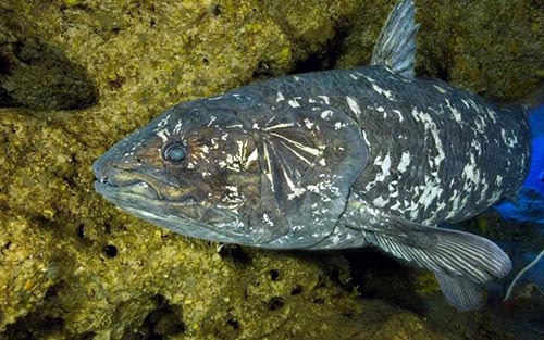 再度捕获4亿年前远古鱼类“活化石”矛尾鱼