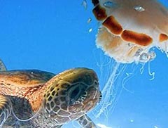 海龟把充满毒液水母当果冻吃，它的嘴巴难道