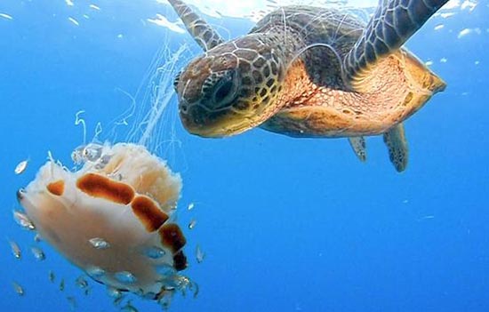 海龟把充满毒液水母当果冻吃